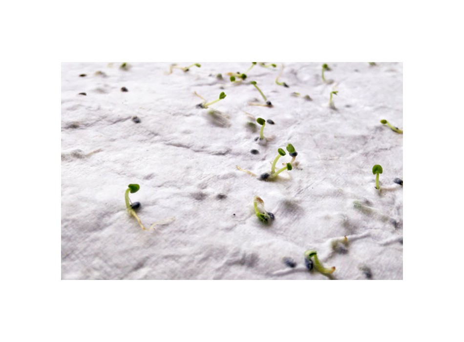 ASIDO - Foglio A6 in carta con semi FullGadgets.com