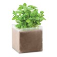 BASIL - Semi di basilico FullGadgets.com
