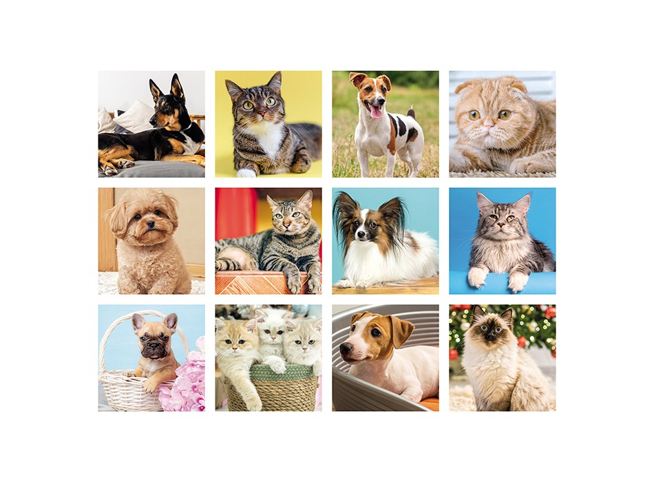 CANI E GATTI FullGadgets.com