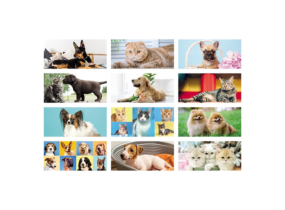 CANI E GATTI FullGadgets.com