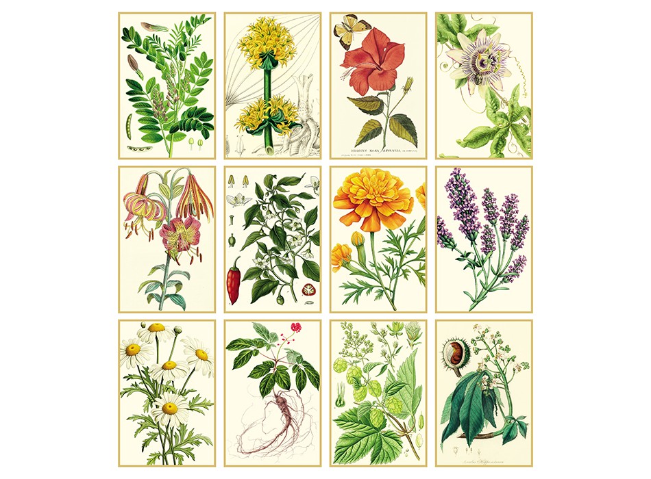 ERBORISTERIA FullGadgets.com