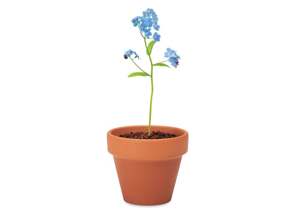 FORGET ME NOT - Semi di non ti scordar di me FullGadgets.com