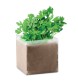 PARSELY - Semi di prezzemolo FullGadgets.com