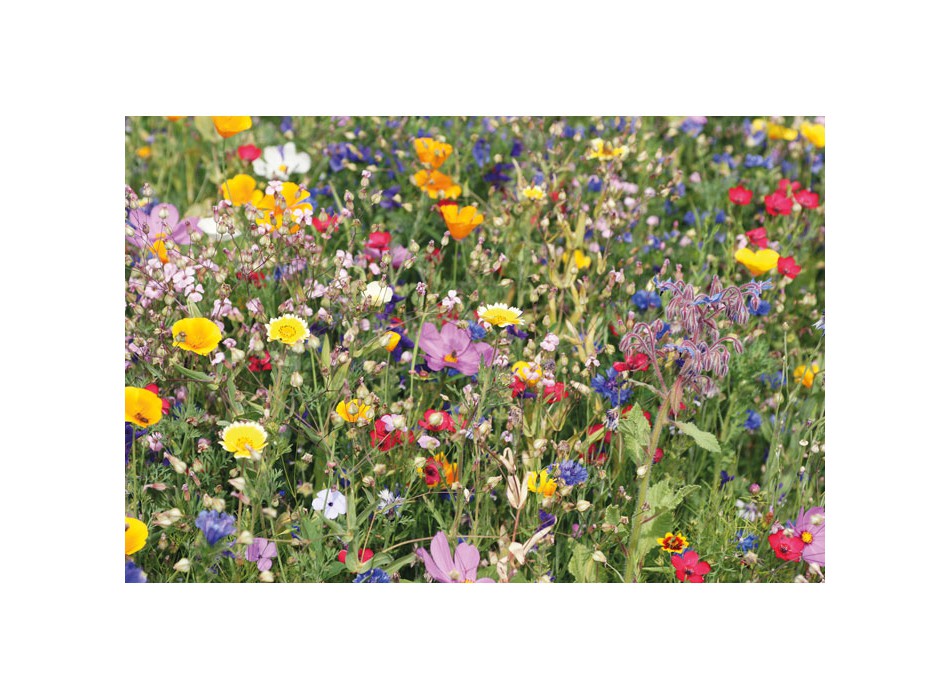 SEEDLOPE - Semi misti di fiori in busta FullGadgets.com