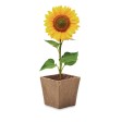 SUNFLOWER KIT - Kit per la coltivazione di semi FullGadgets.com